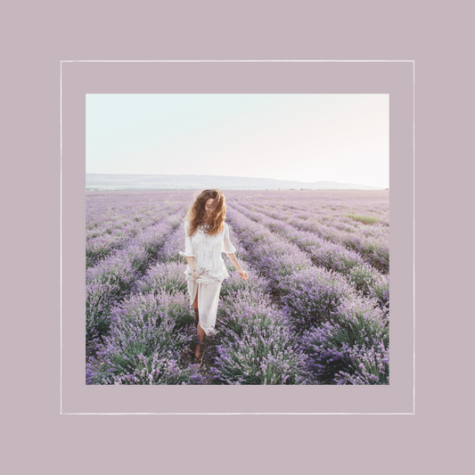 Aromatic Symphony: How French Lavender Orchestrates Emotional Harmony